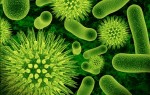 About Mold Growth and Remediation